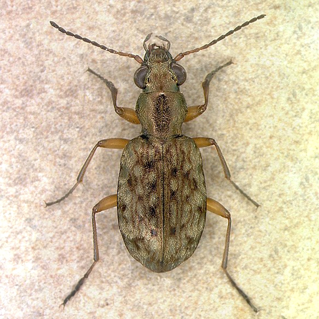Asaphidion (Asaphidion)