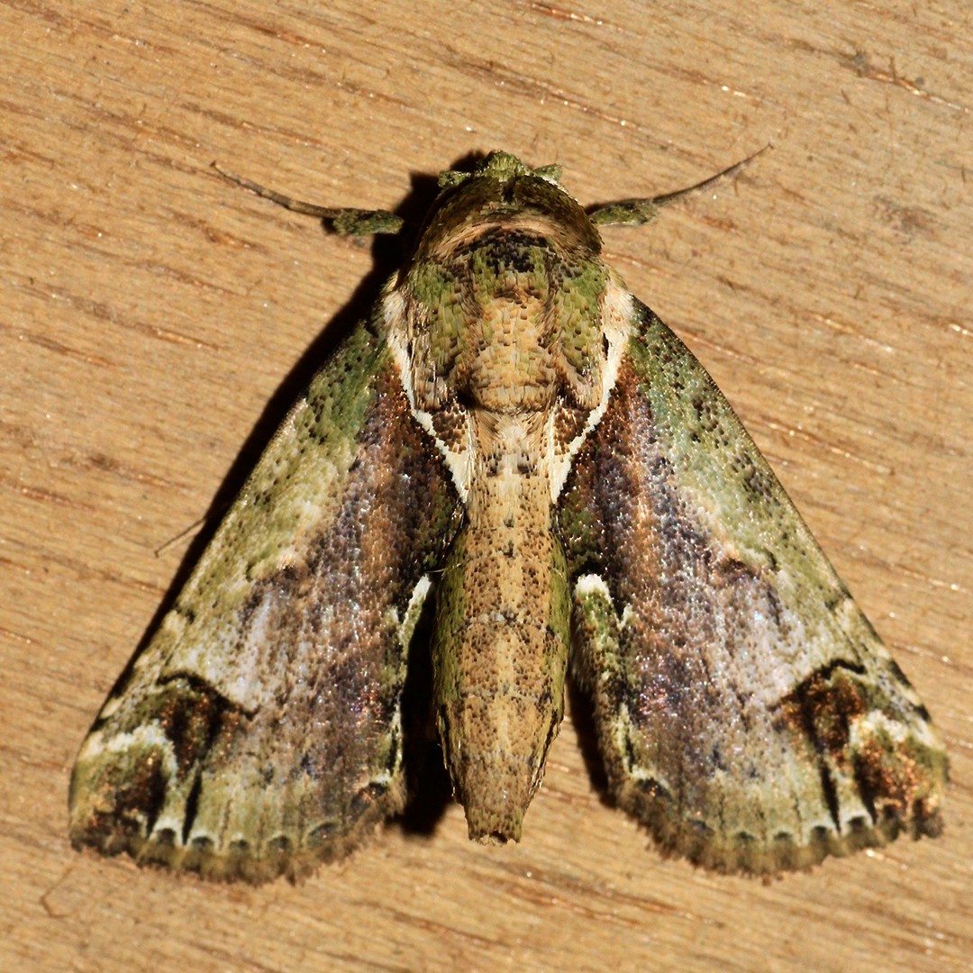 基白長角瘤蛾屬 (Risoba)