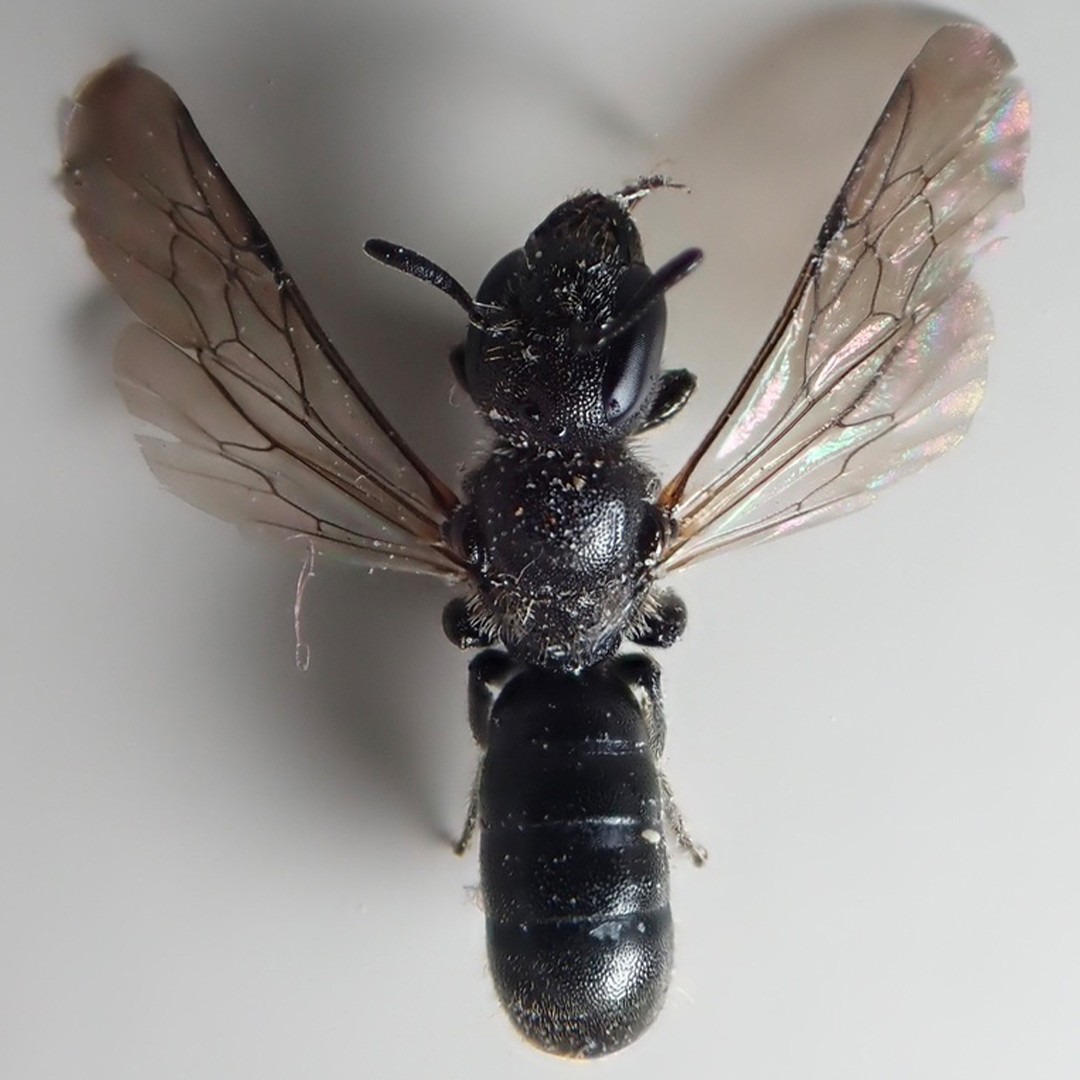 Megachile latimanus (Megachile latimanus) - Picture Insect