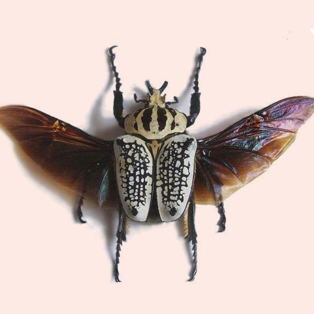 シラフゴライアス (Goliathus orientalis) - Picture Insect