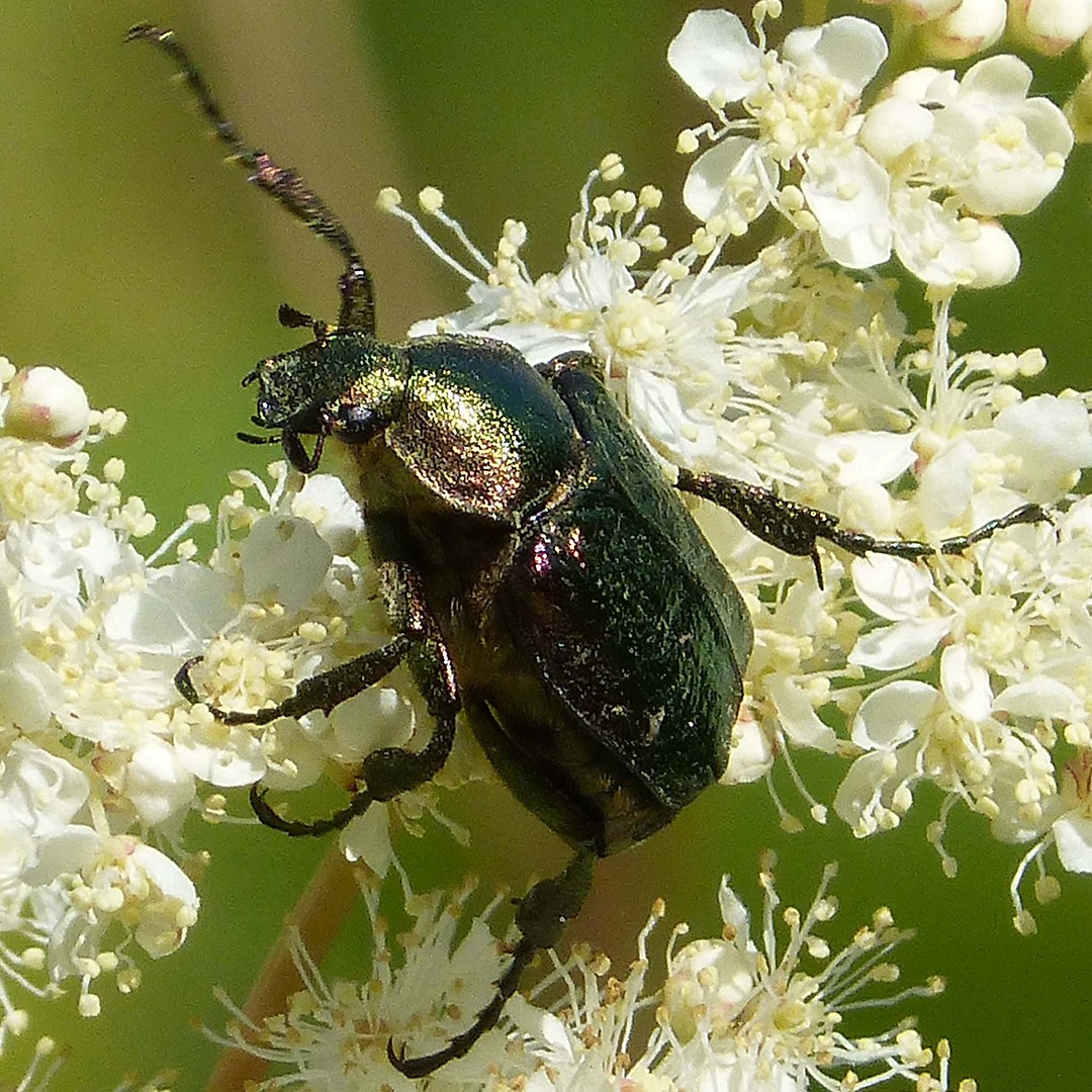 Зелёный пестряк (Gnorimus nobilis) - Picture Insect