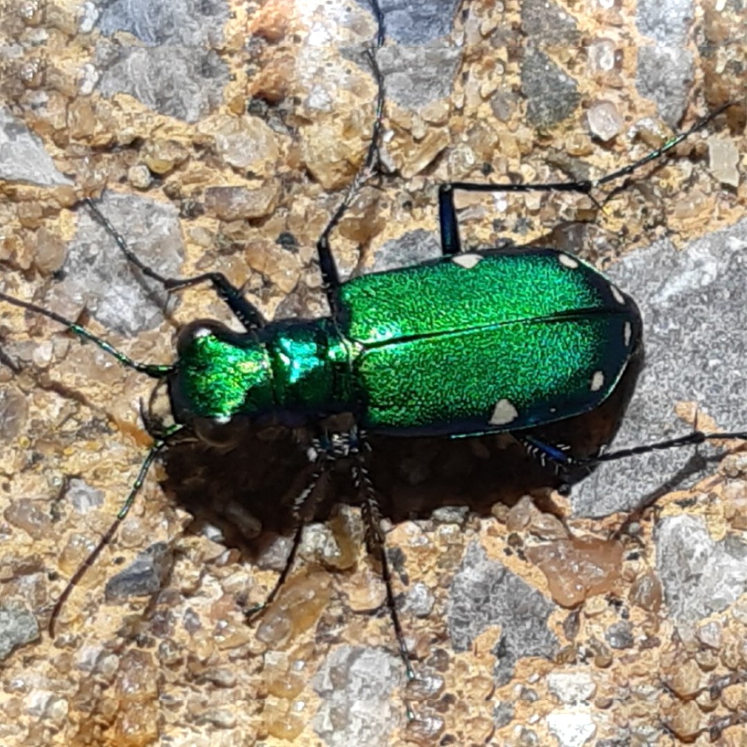 Tiger beetles (Cicindela)