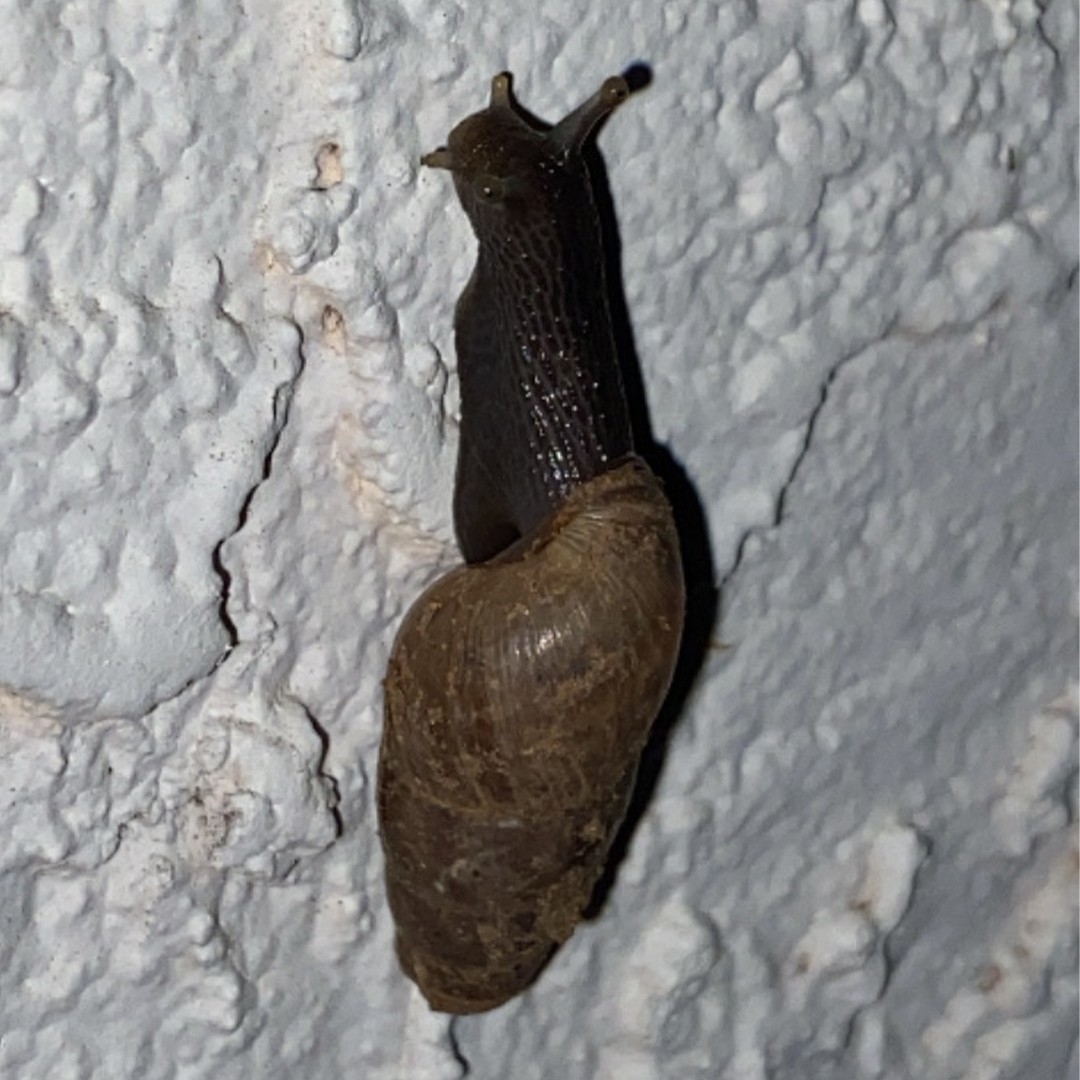 Caracol degollado (Rumina)