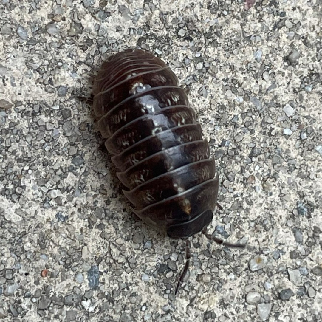 オカダンゴムシ属 (Armadillidium)