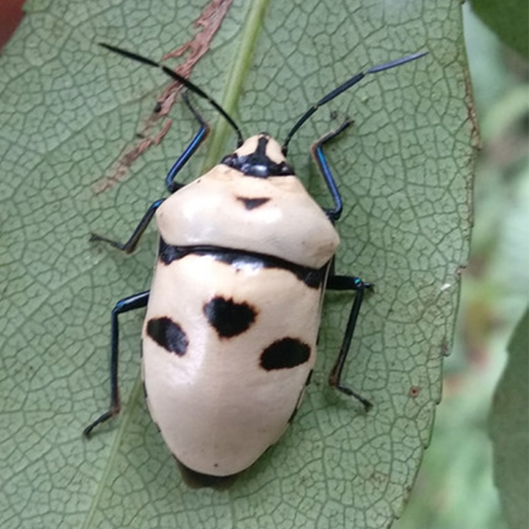 Eucorysses (Eucorysses)