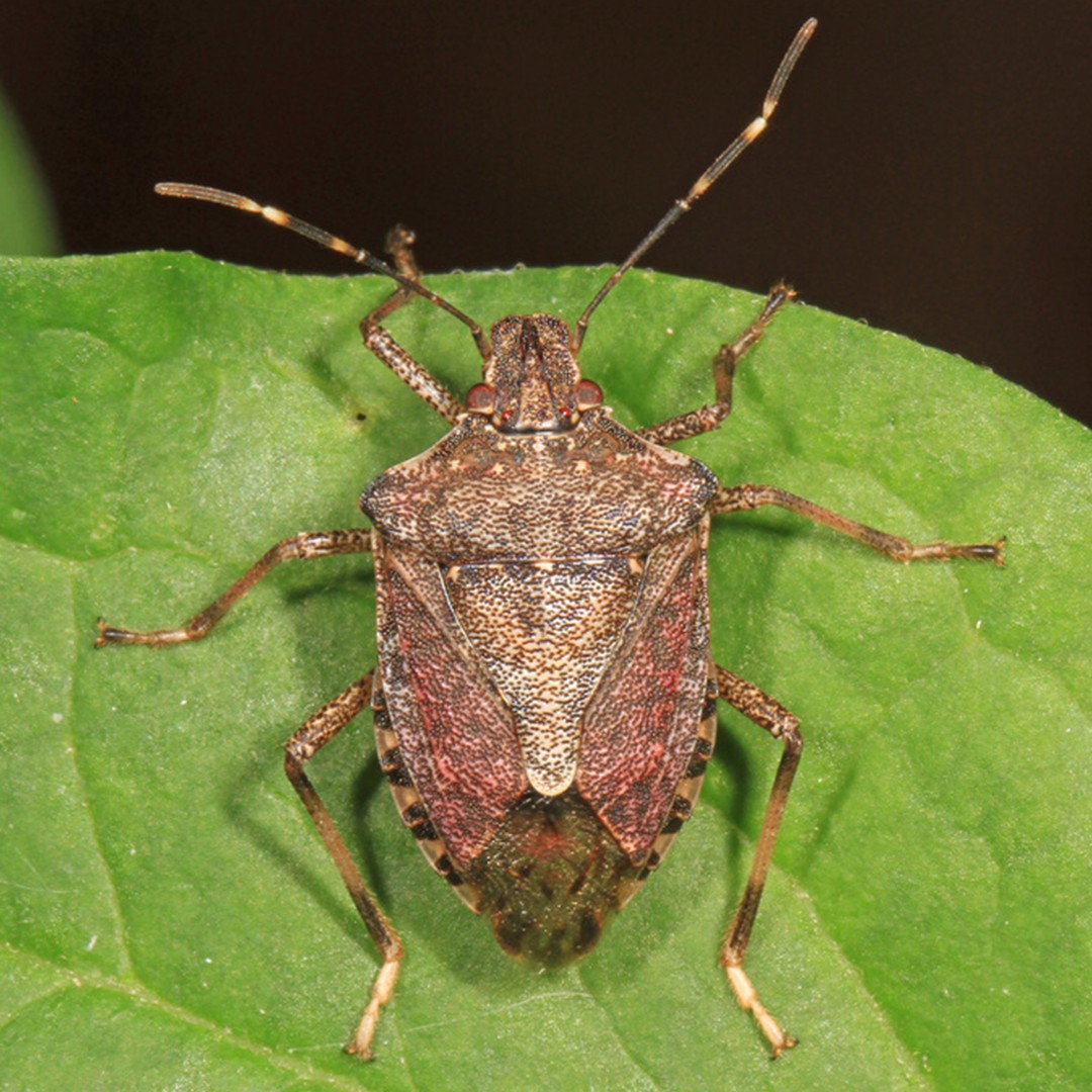 What Do Stink Bugs Smell Like and Why Do They Emit Odor?