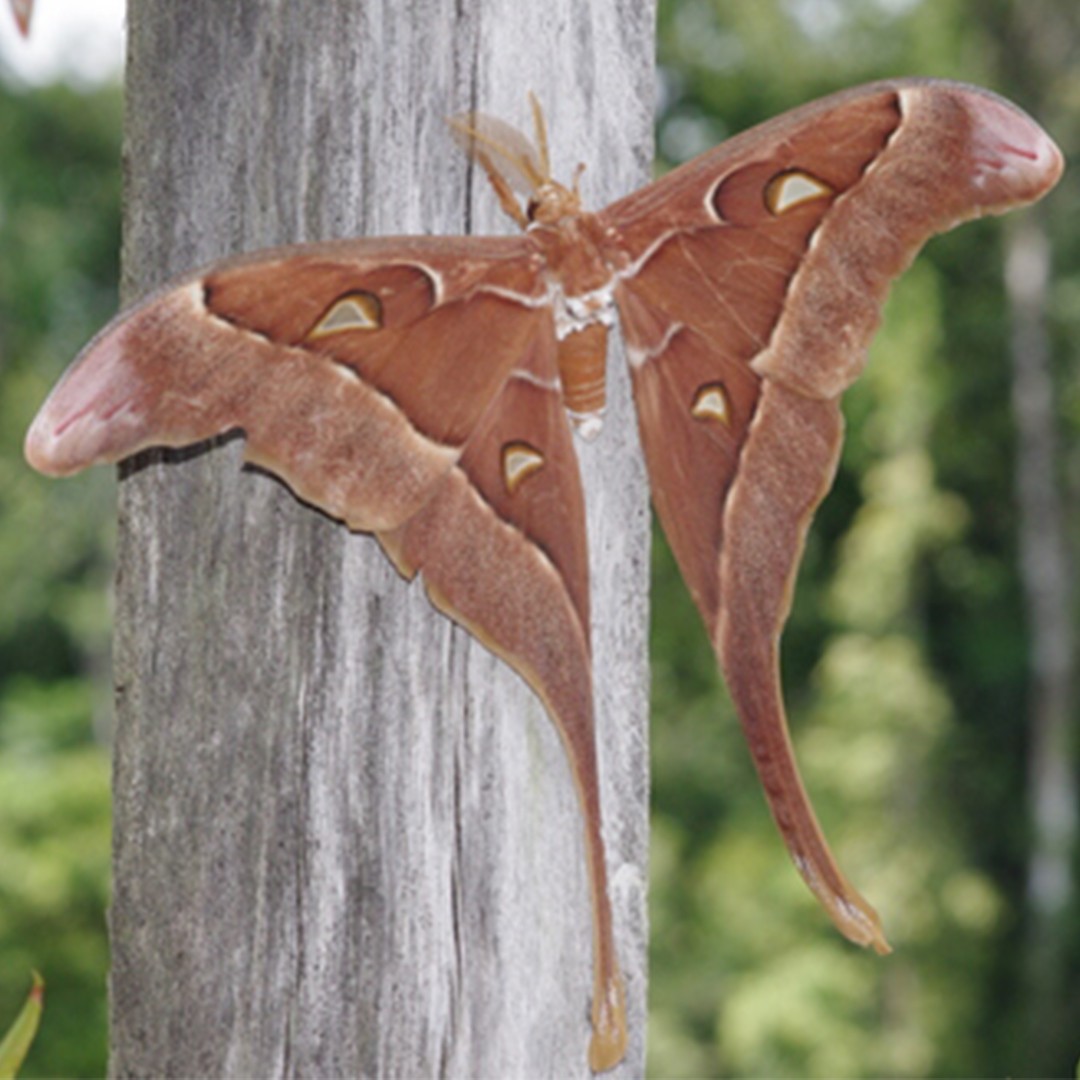 Павлиноглазка геркулес (Coscinocera hercules) - Picture Insect