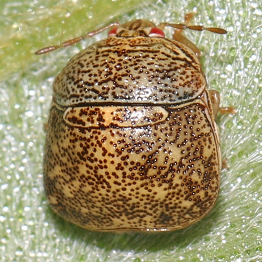 Megacopta (Megacopta)