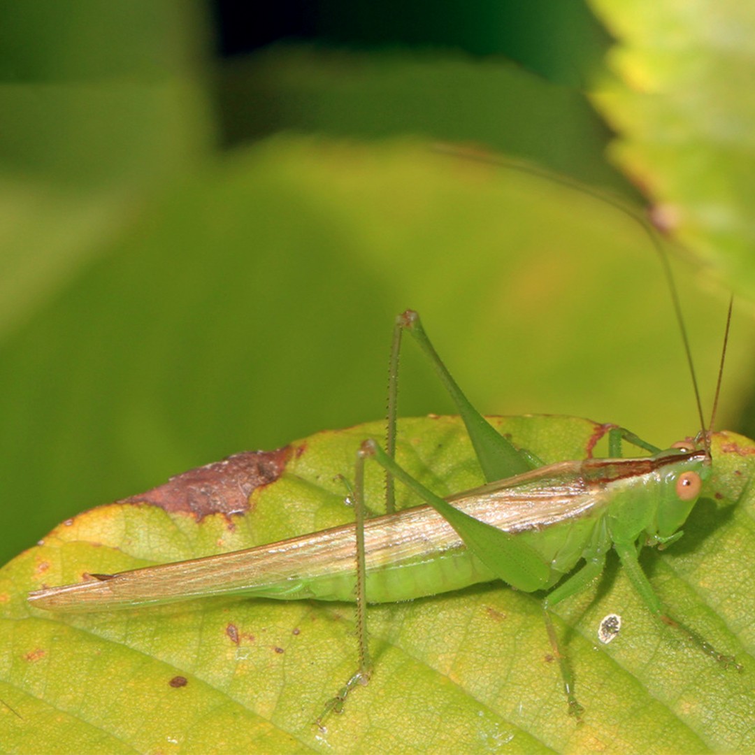 Conocephalus (Conocephalus)