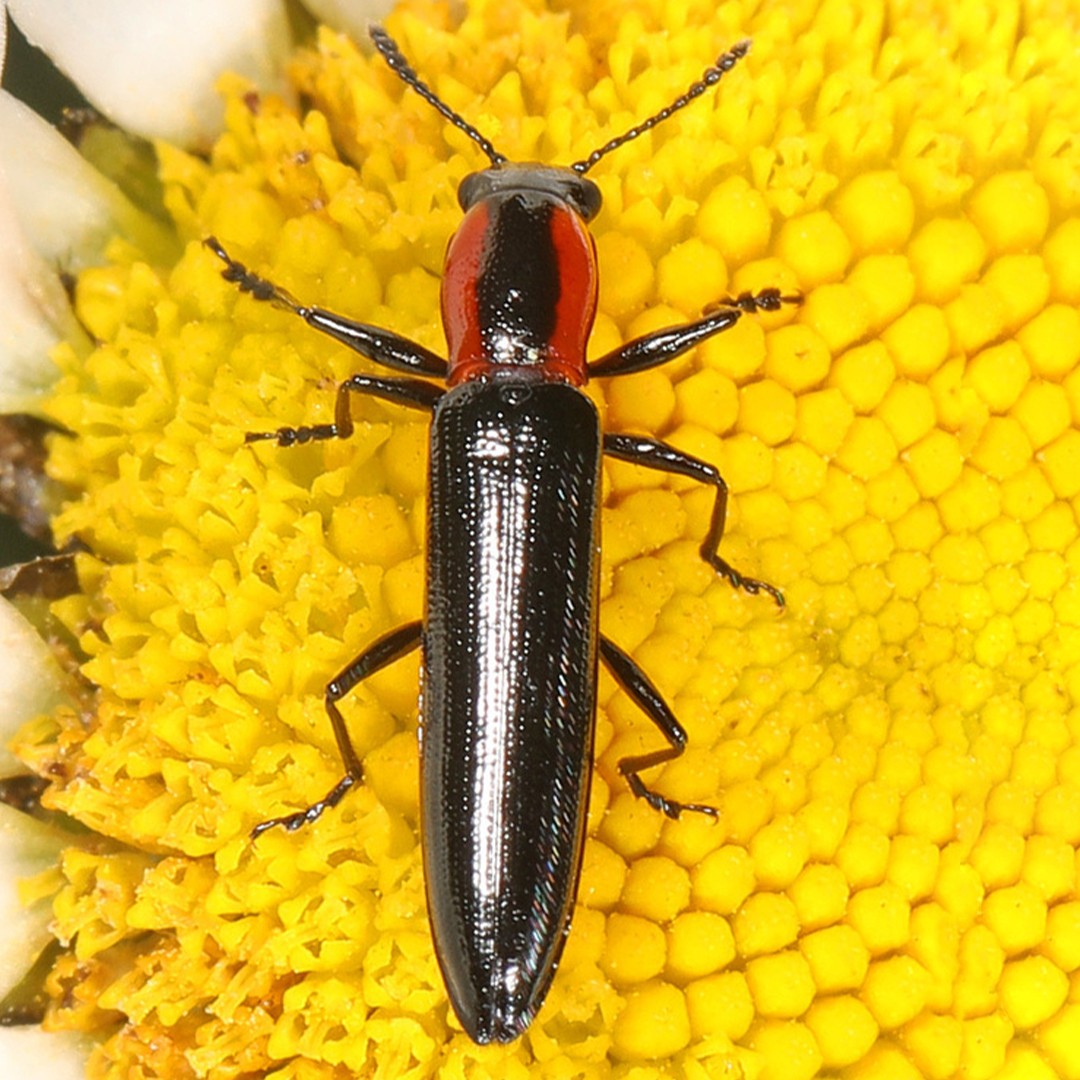 Acropteroxys (Acropteroxys)