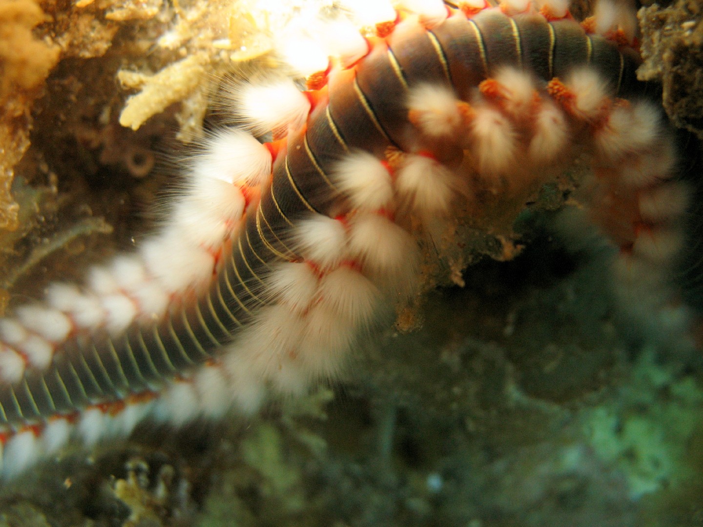 Hermodice (Hermodice) Picture Insect