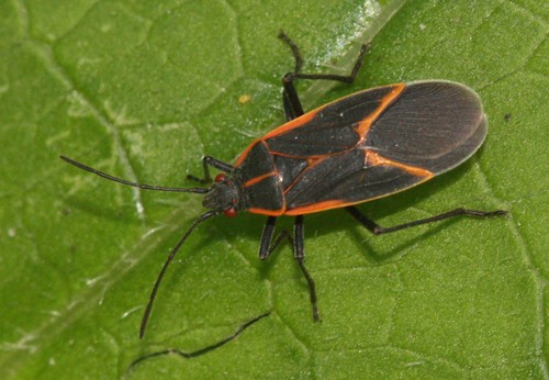 Punaise de l'érable négondo (Boisea trivittata) - Picture Insect