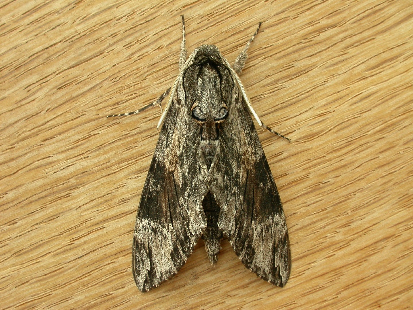 Agrius (Agrius) Picture Insect