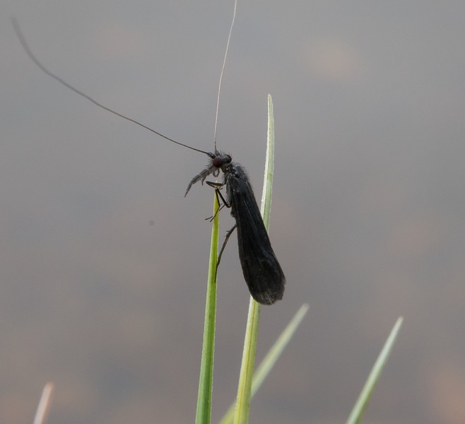 Mystacides (Mystacides) Picture Insect