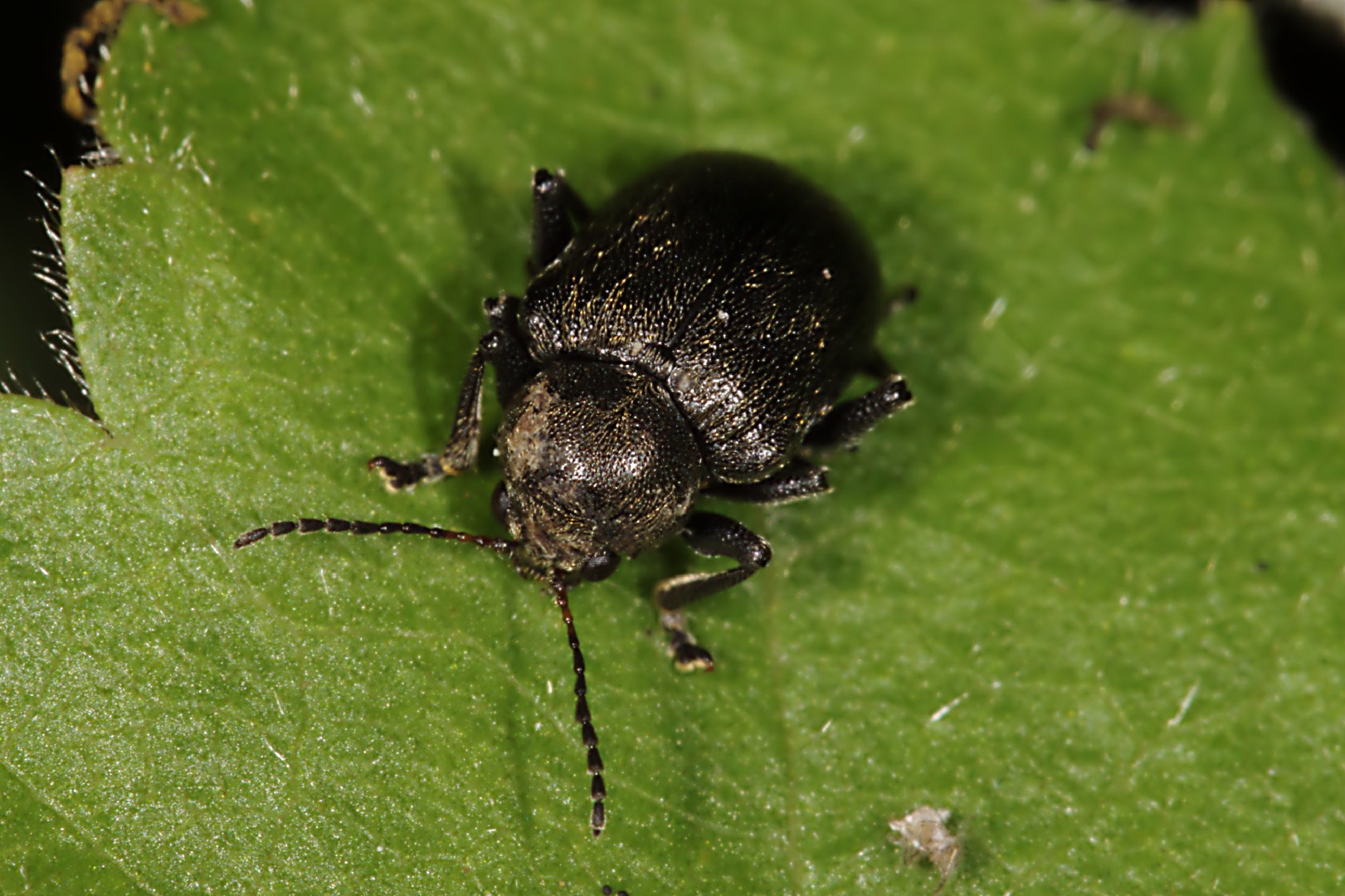 Bromius (Bromius) Picture Insect