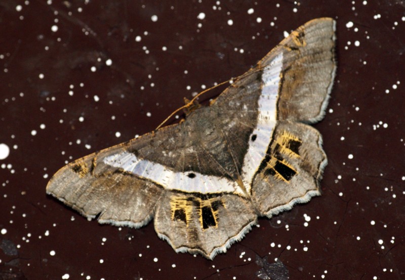 Chiasmia (Chiasmia) Picture Insect
