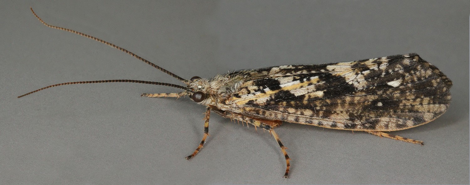 Agrypnia (Agrypnia) Picture Insect