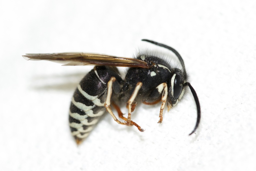 Vespula consobrina (Vespula consobrina) Picture Insect