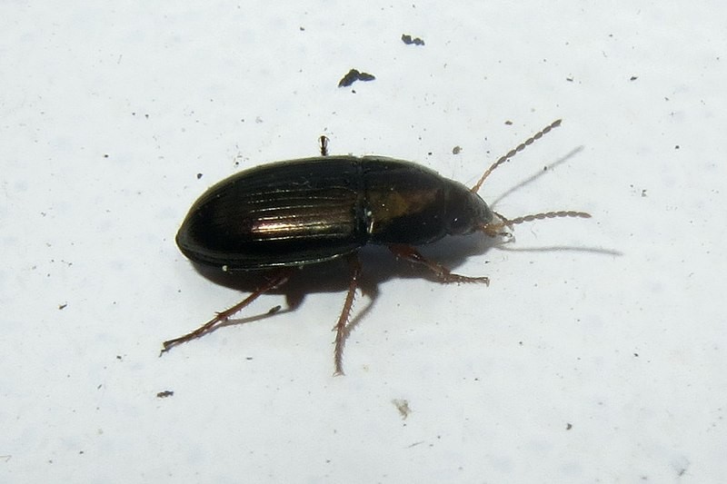 Harpalus latus (Harpalus latus) Picture Insect