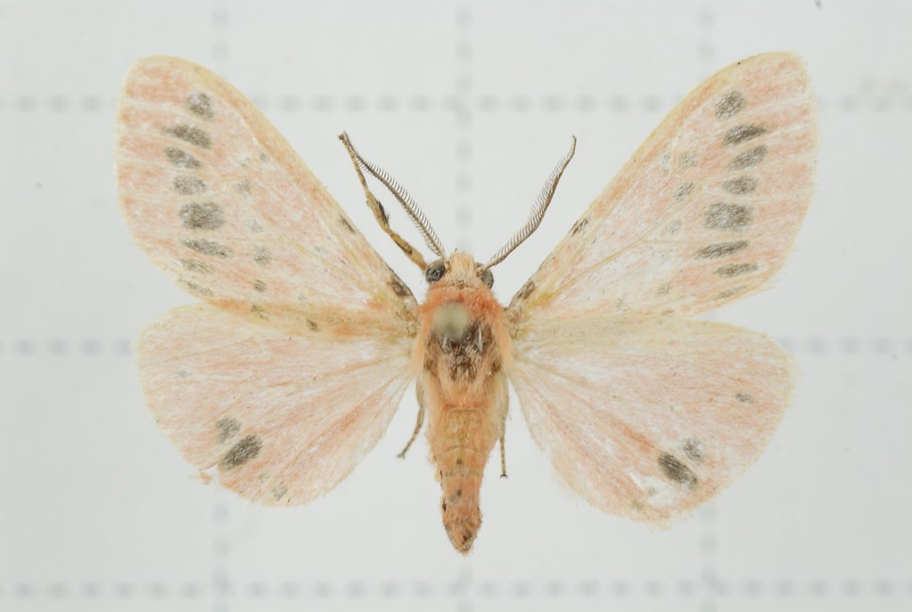 Lemyra (Lemyra) Picture Insect
