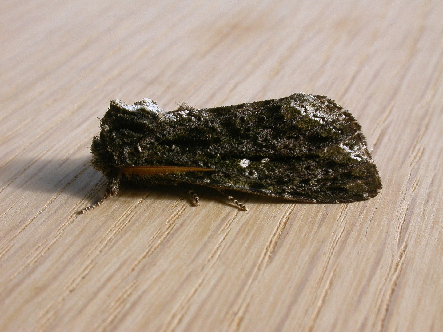 Neola semiaurata (Neola semiaurata) Picture Insect