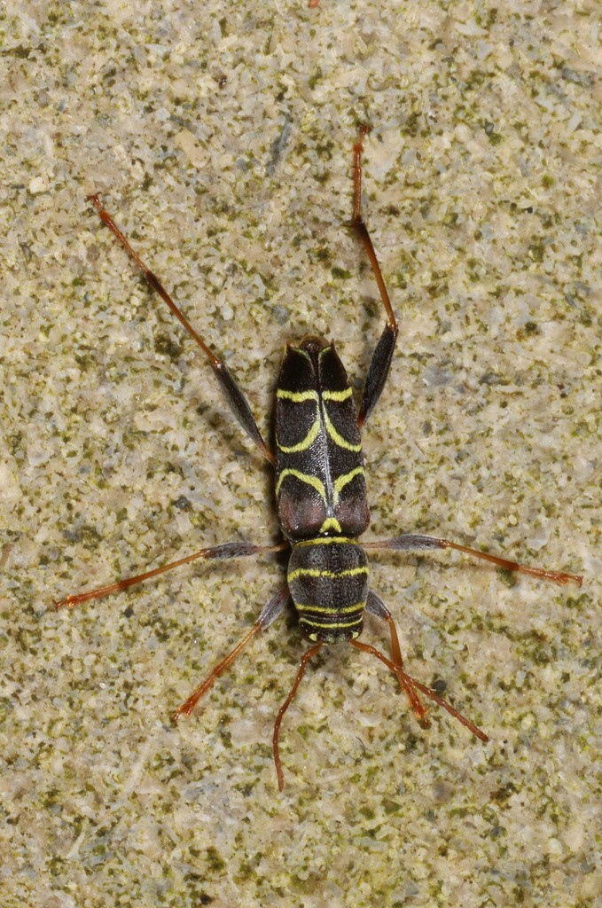 Neoclytus (Neoclytus) Picture Insect