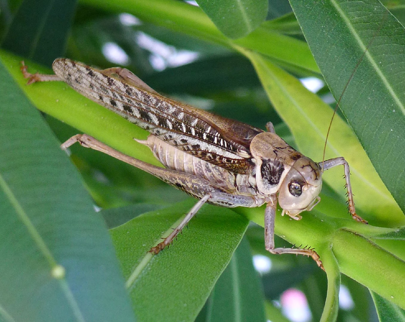 Decticus Decticus Picture Insect