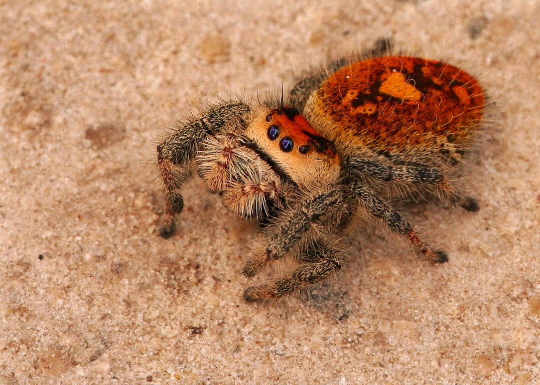 Phidippus regius (Phidippus regius) Picture Insect