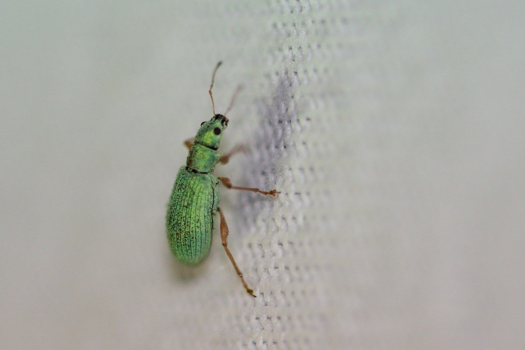 Polydrusus impressifrons (Polydrusus impressifrons) - Picture Insect