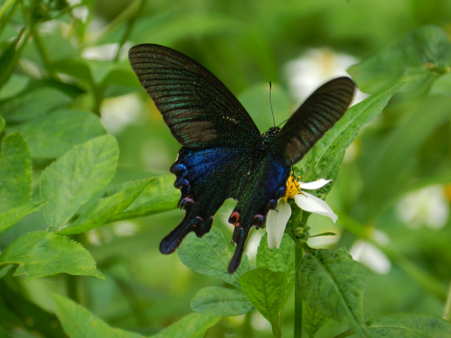 Papilio bianor (Papilio bianor) Picture Insect