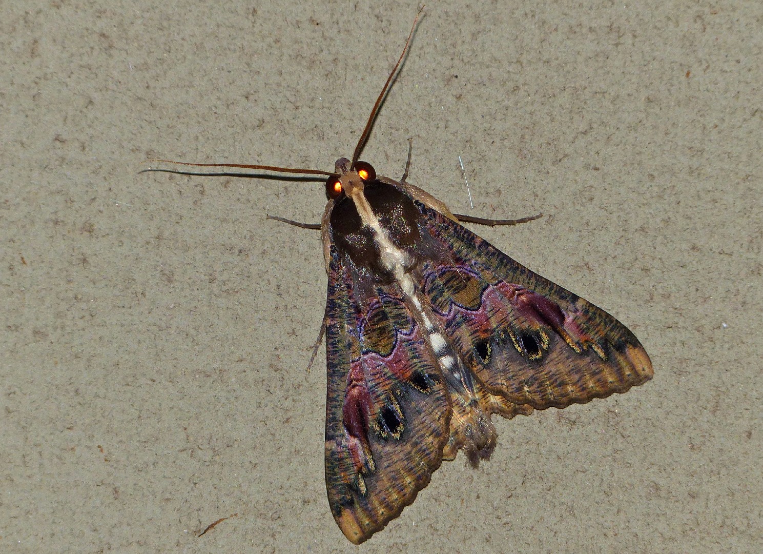 Sphingomorpha (Sphingomorpha) Picture Insect