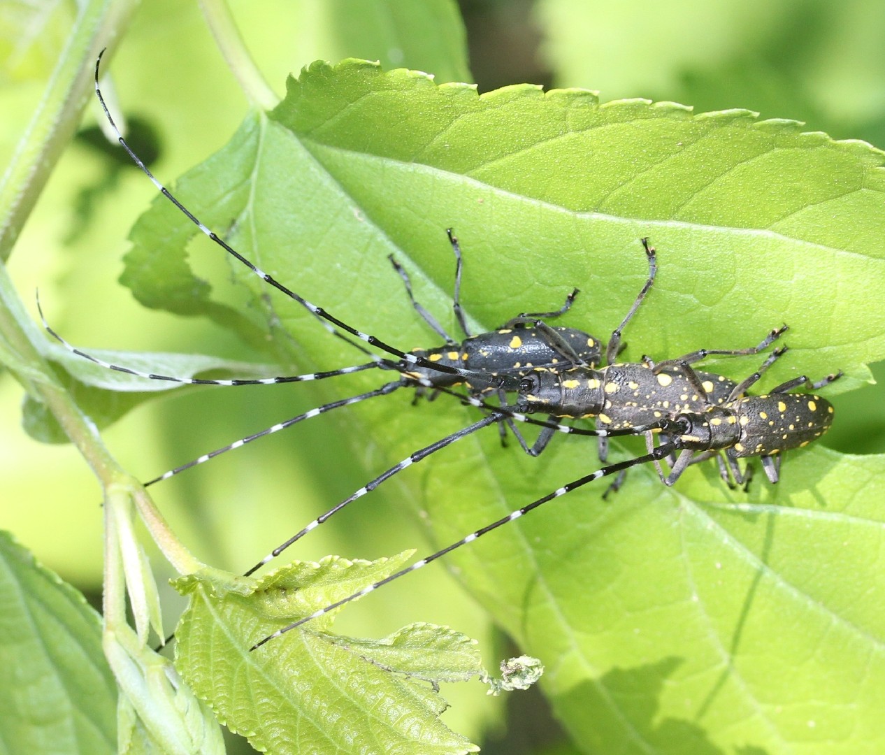 Psacothea (Psacothea) Picture Insect