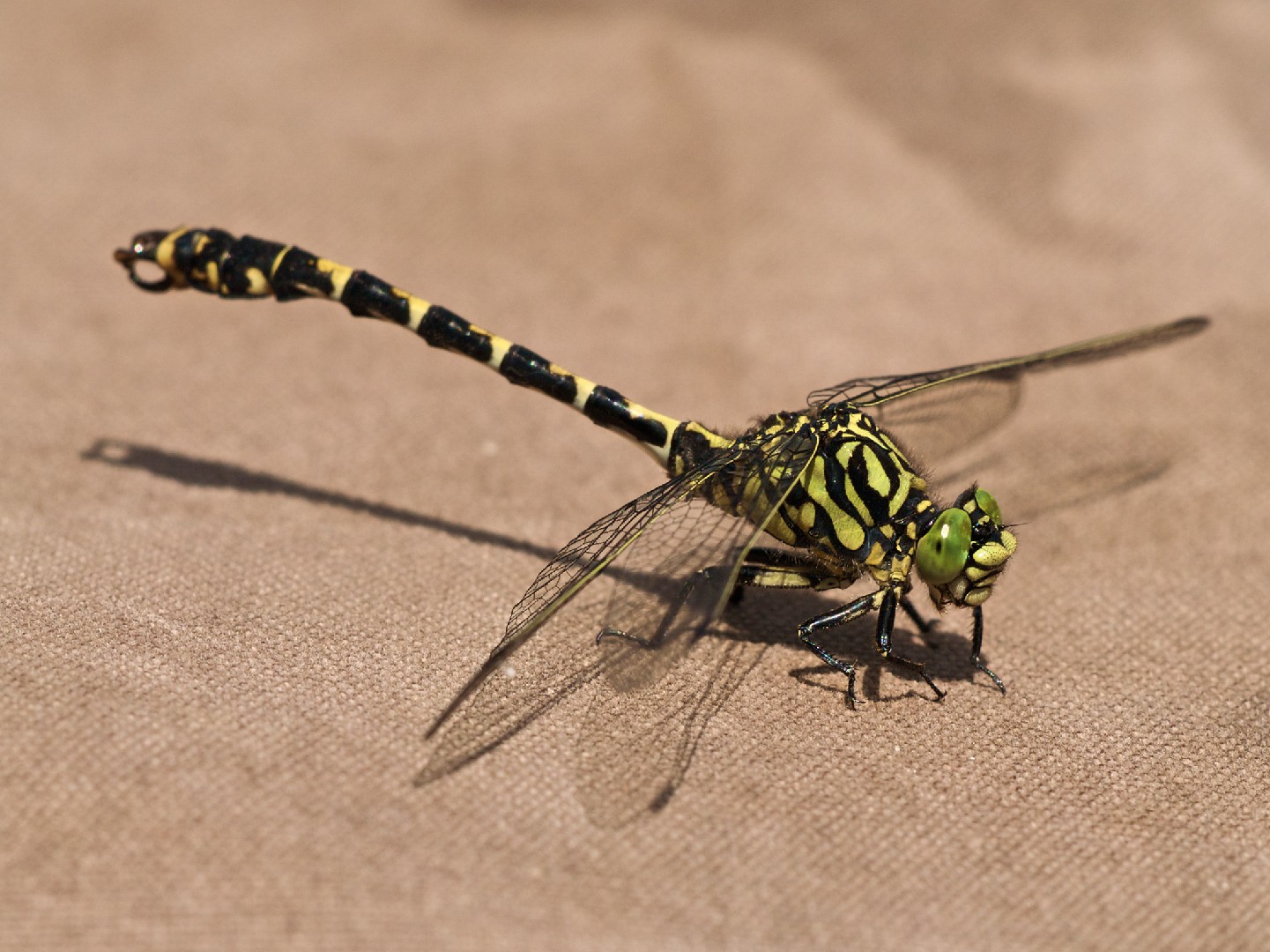 Onychogomphus (Onychogomphus) Picture Insect