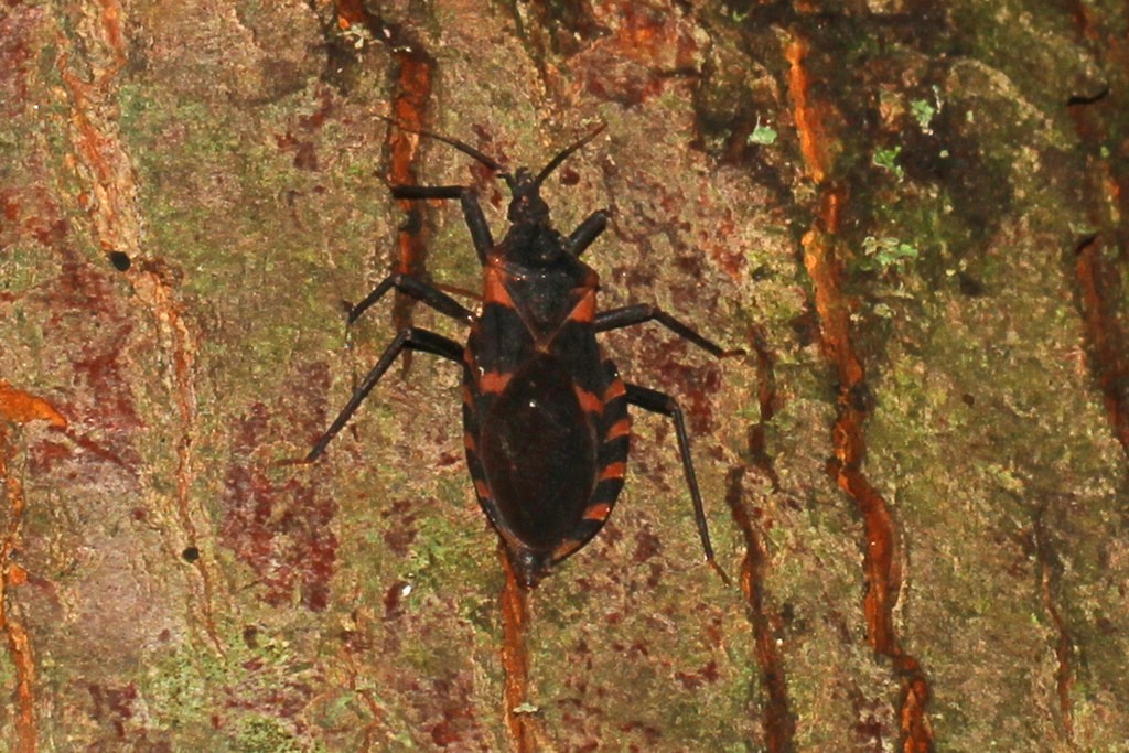 Triatoma (Triatoma) Picture Insect