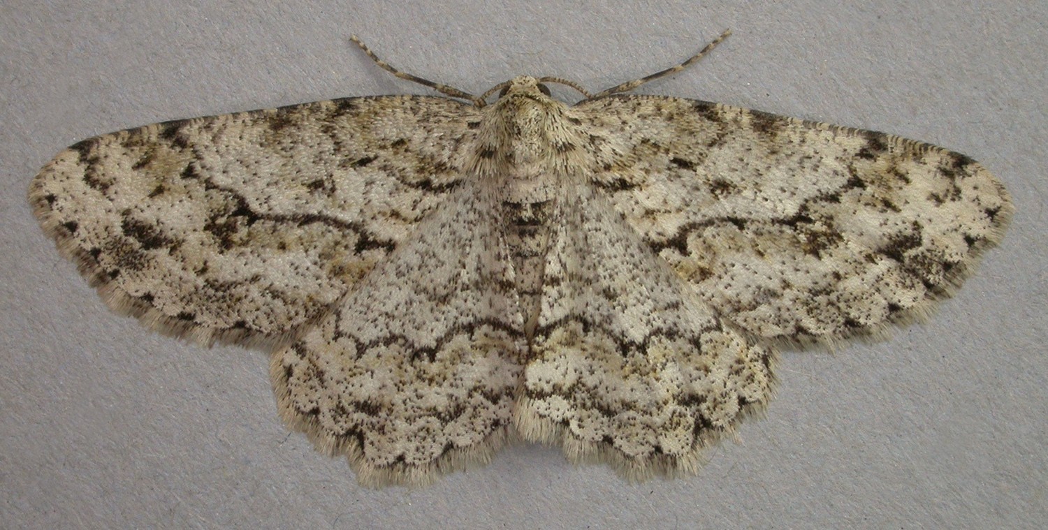 Ectropis (Ectropis) Picture Insect