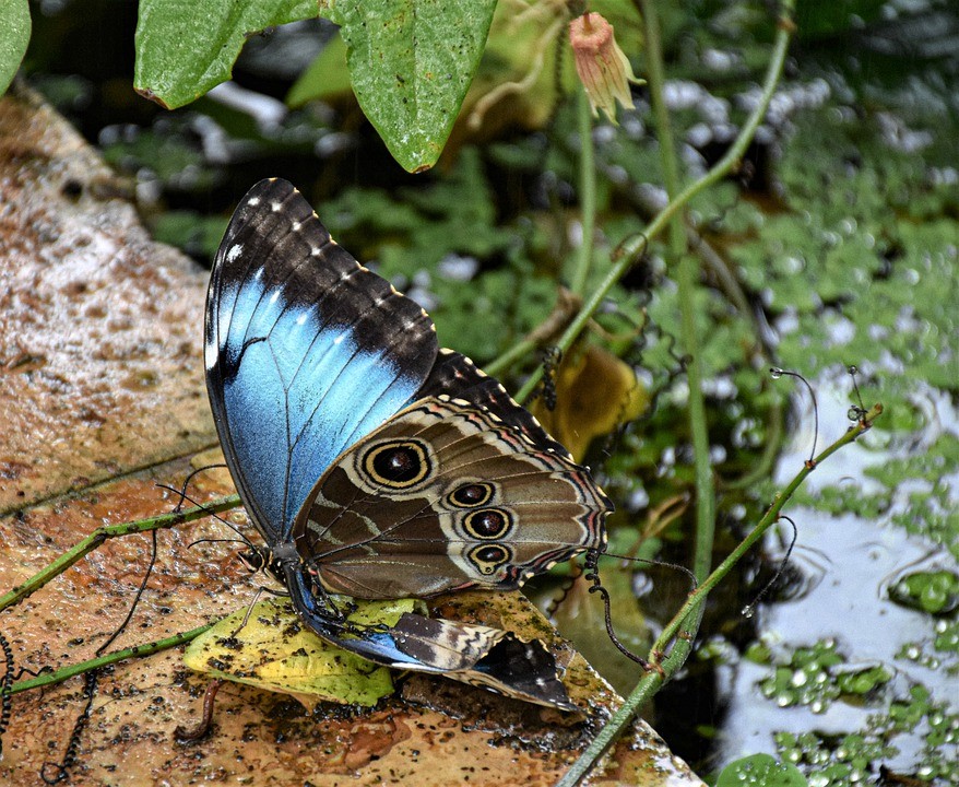 Morpho deidamia (Morpho deidamia) - Picture Insect