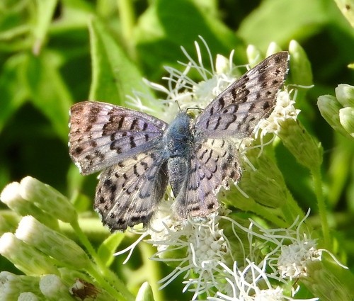 Lasaia maria (Lasaia maria) Picture Insect