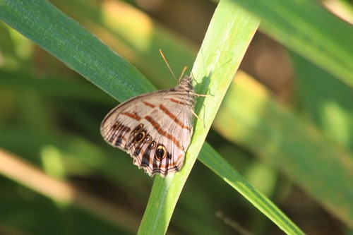 Magneuptychia (Magneuptychia) Picture Insect