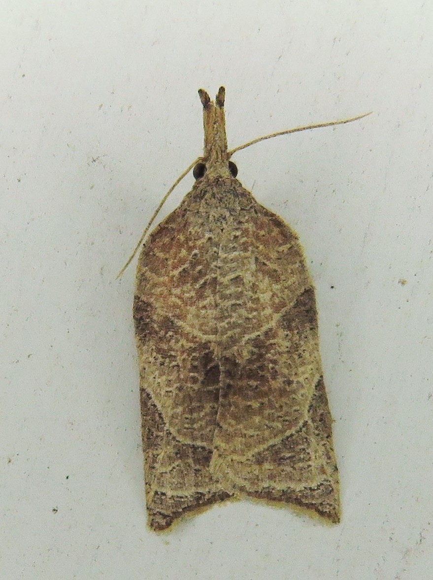 Platynota (Platynota) Picture Insect