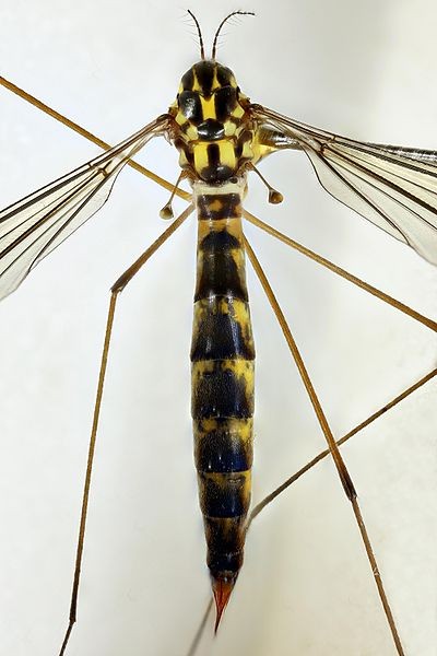 Nephrotoma flavipalpis (Nephrotoma flavipalpis) Picture Insect