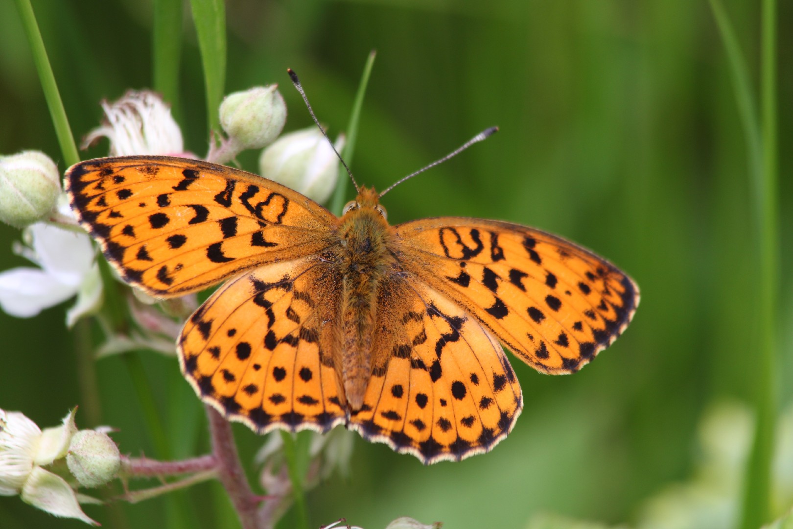 Перламутровка малинная (Brenthis daphne) - Picture Insect