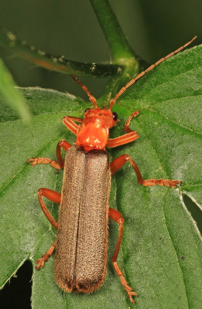 Pacificanthia (Pacificanthia) Picture Insect