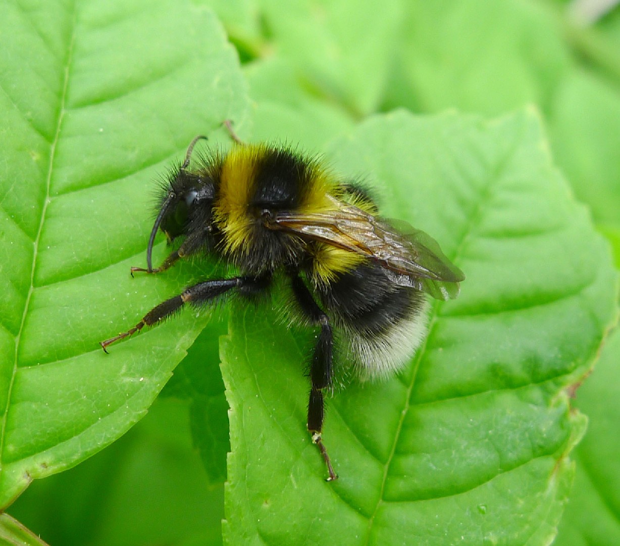 Шмель садовый (Bombus hortorum) - Picture Insect