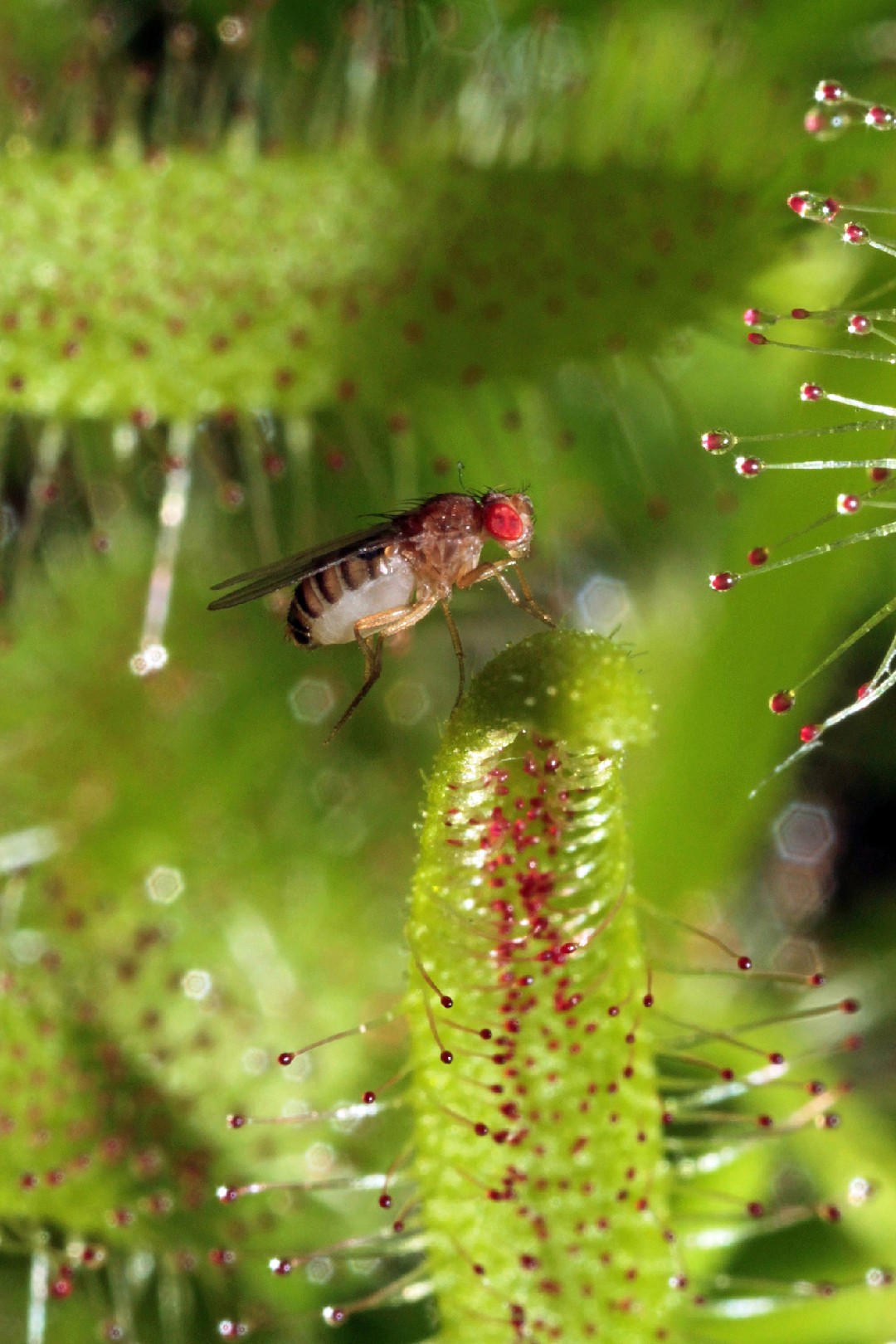 Drosophila (Drosophila) Picture Insect