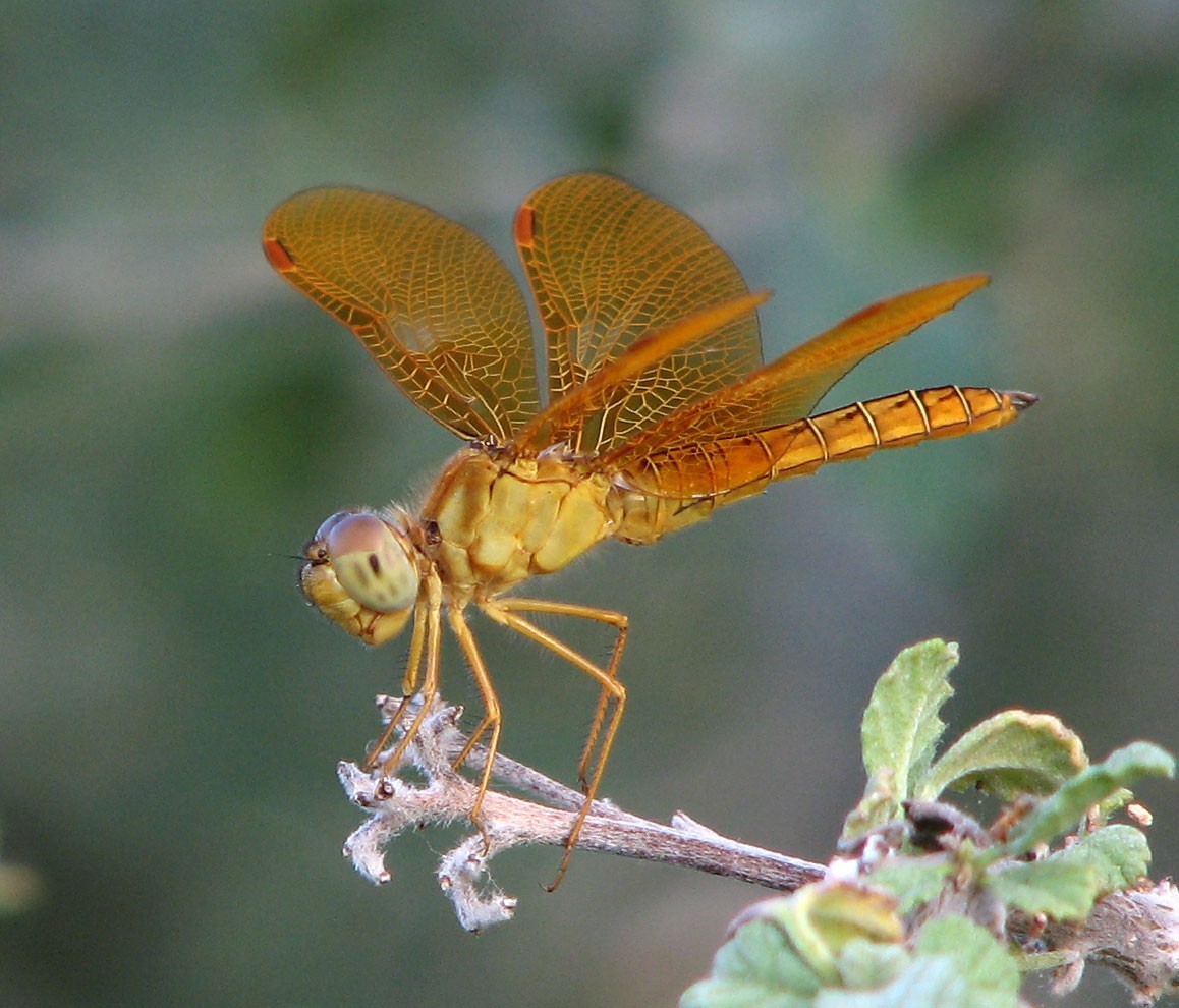 Perithemis intensa (Perithemis intensa) Picture Insect