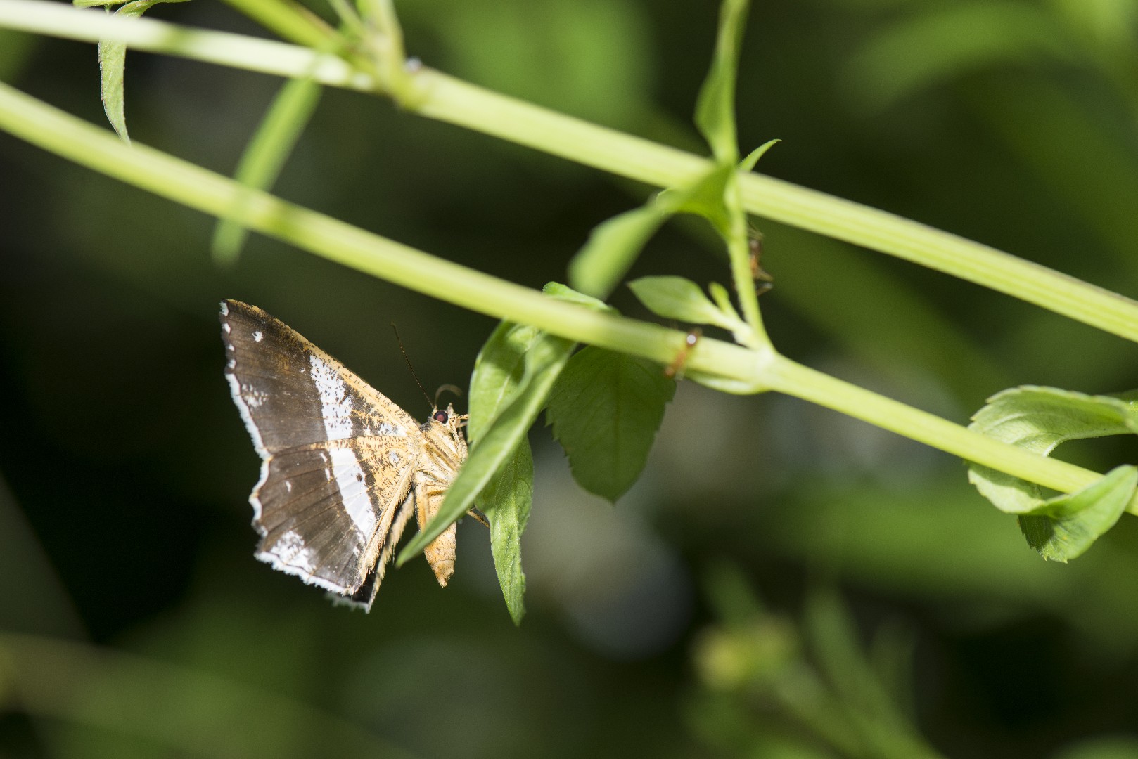 Chiasmia (Chiasmia) Picture Insect
