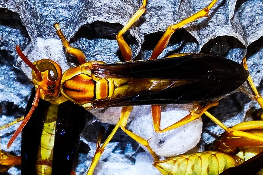 Yellow paper wasp (Polistes flavus) - Picture Insect