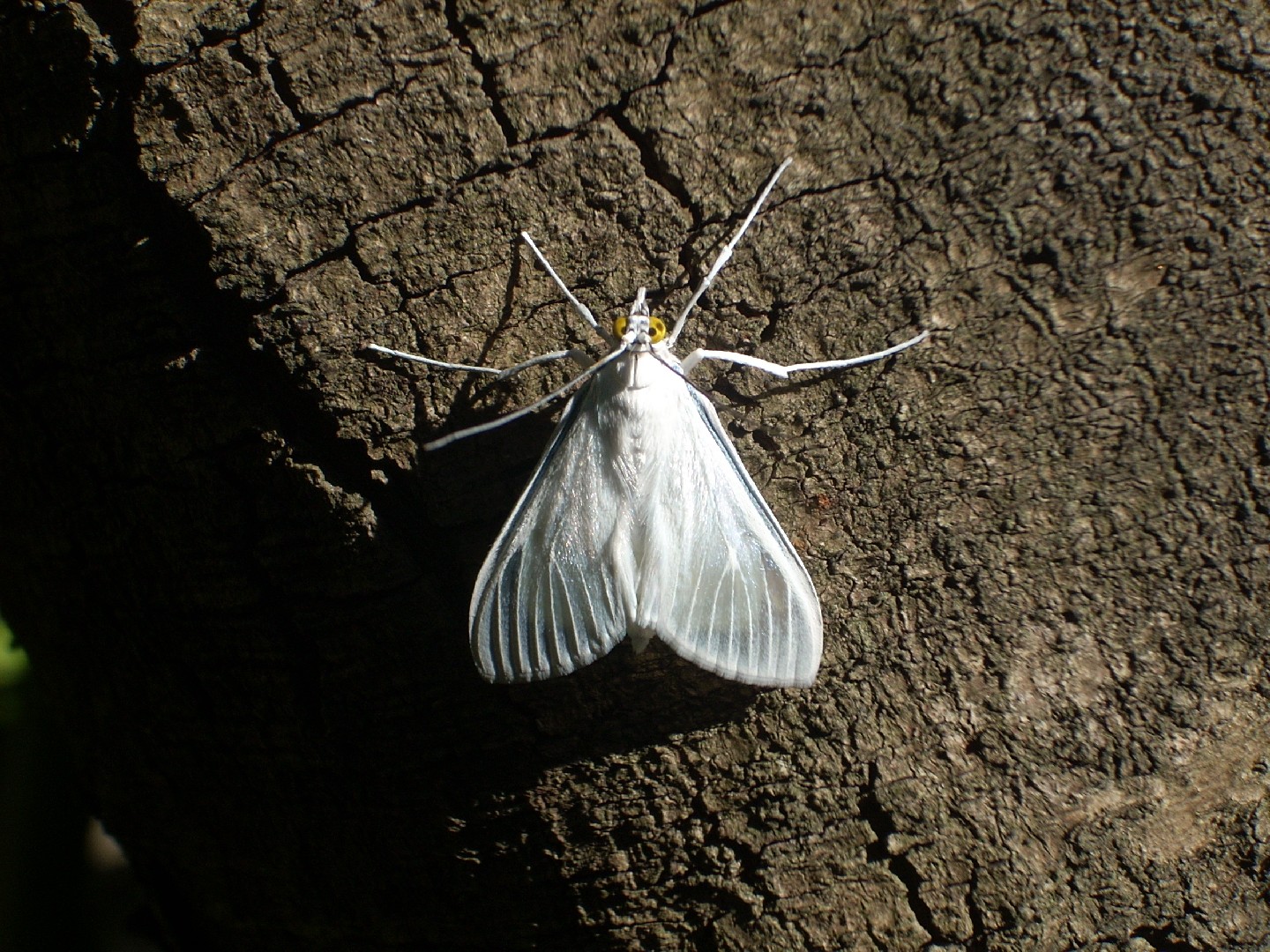 Polilla de pasto (Palpita flegia) - Picture Insect