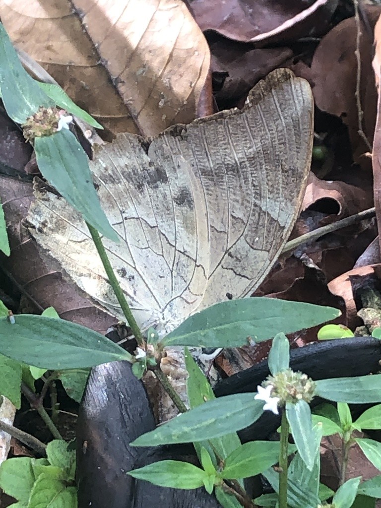 Archaeoprepona demophon (Archaeoprepona demophon) - Picture Insect