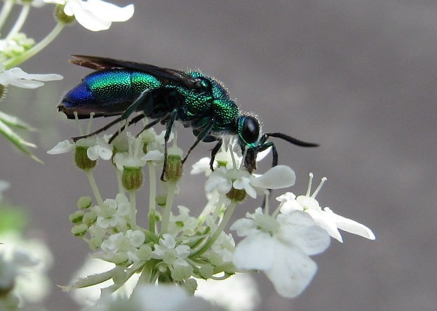 Chrysis angolensis (Chrysis angolensis) - Picture Insect